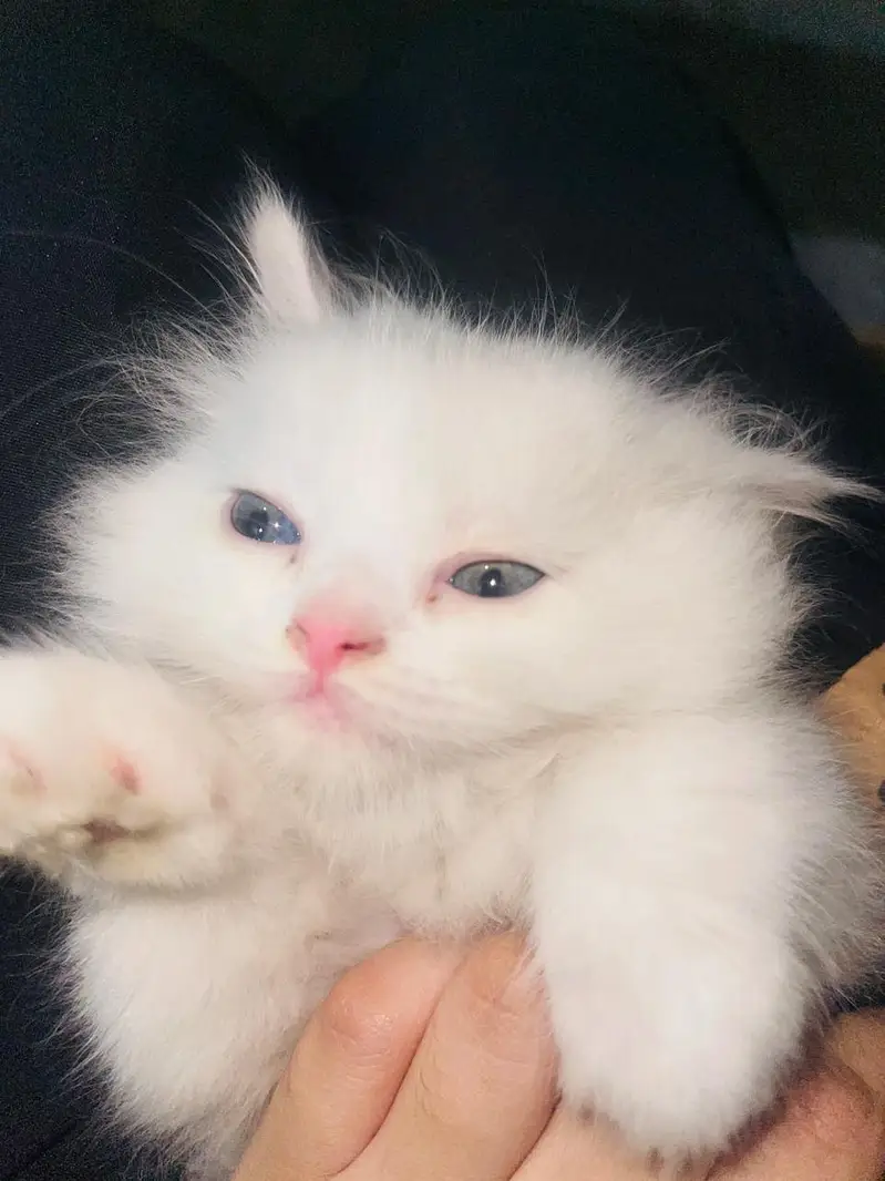 kitten pair mashallah healthy active liter trained pair price 30k — photo 2