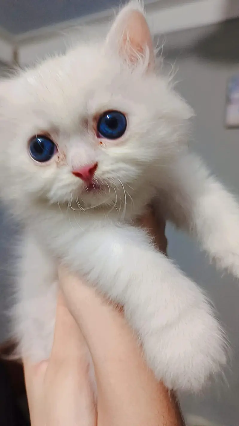 kitten pair mashallah healthy active liter trained pair price 30k — photo 3