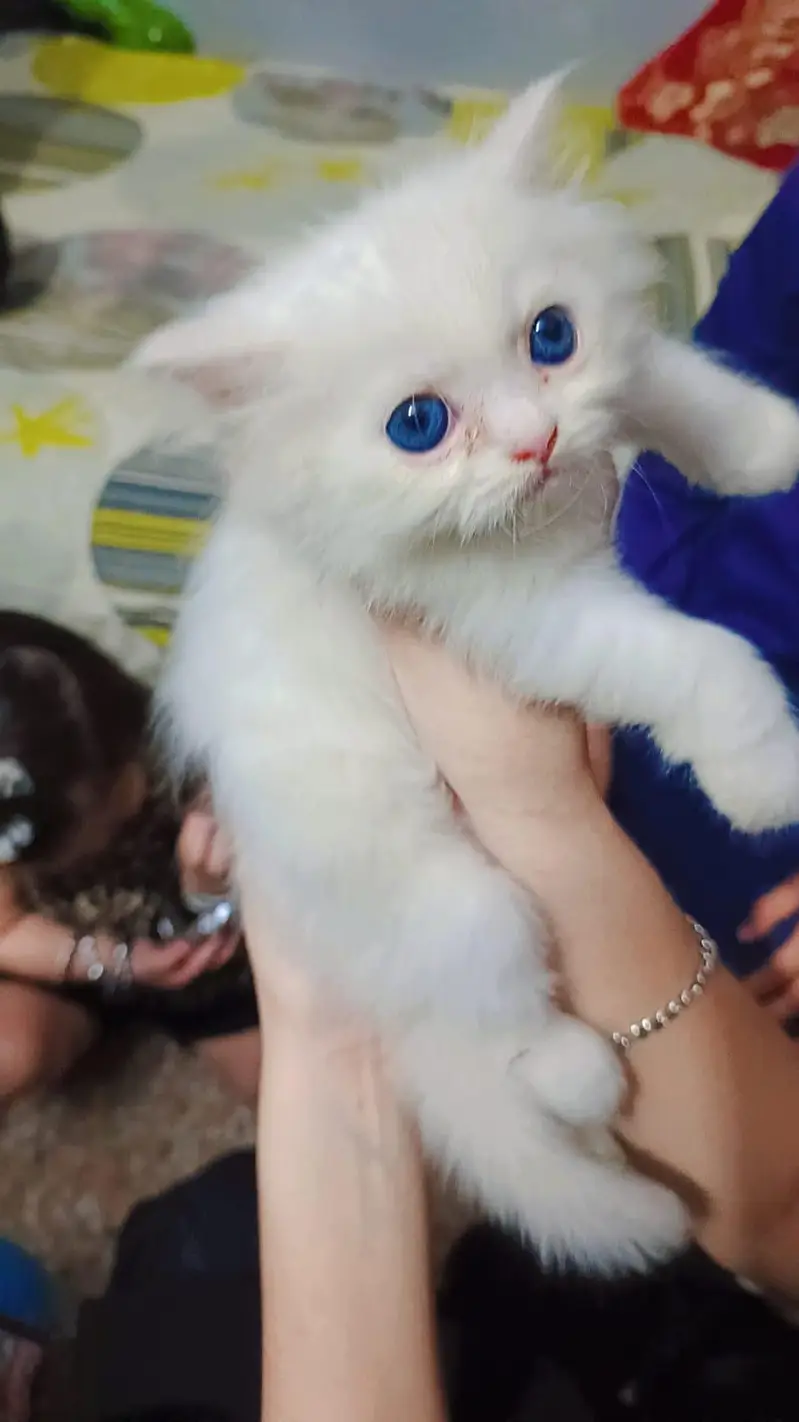 kitten pair mashallah healthy active liter trained pair price 30k — photo 4
