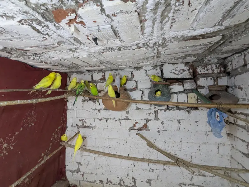 Australian budgie parrots — photo 5