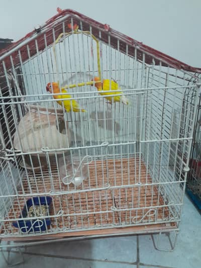 creamino opaline pair
