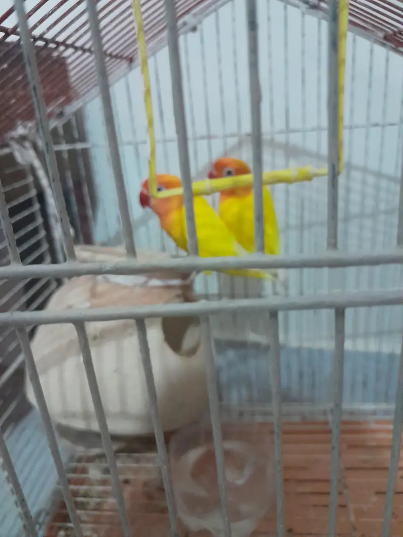 creamino opaline pair — photo 2
