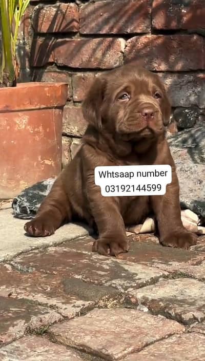 Labrador puppy for sale