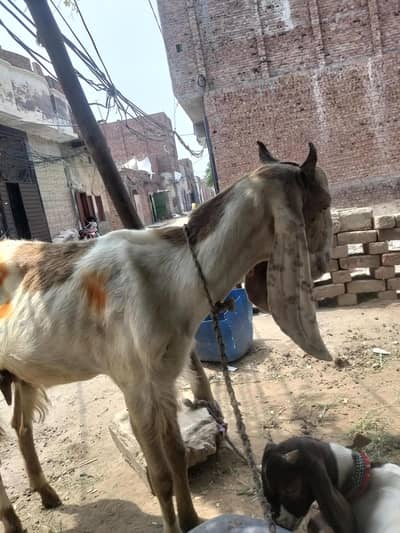 boht achi bakri ha full chro 03002420565