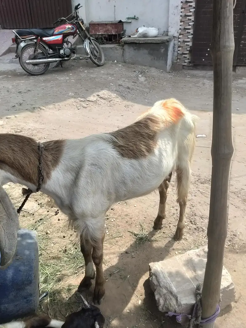 boht achi bakri ha full chro 03002420565 — photo 2
