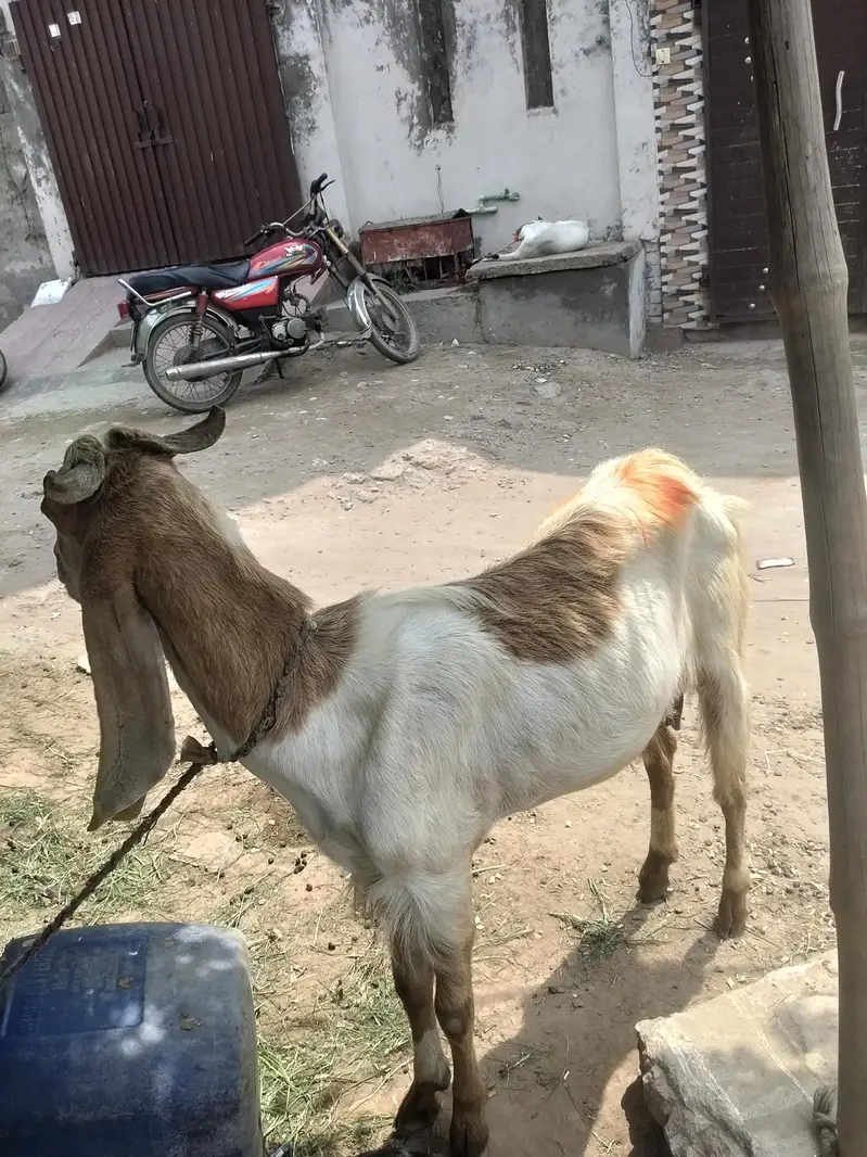 boht achi bakri ha full chro 03002420565 — photo 3