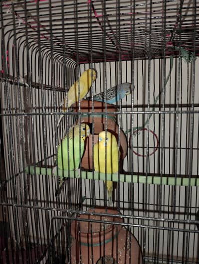 full ready pairs 3 pairs