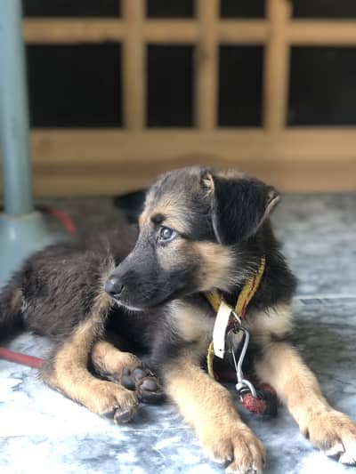 Belgian shepherd 3 months
