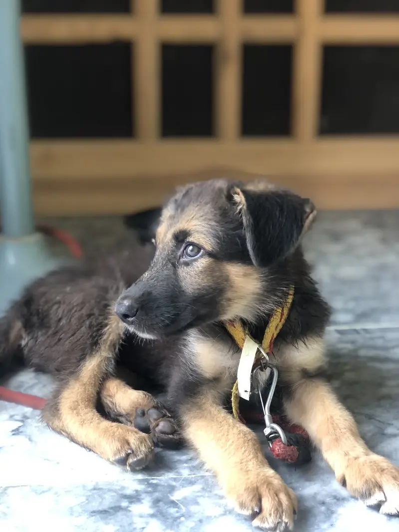 Belgian shepherd 3 months — photo 2