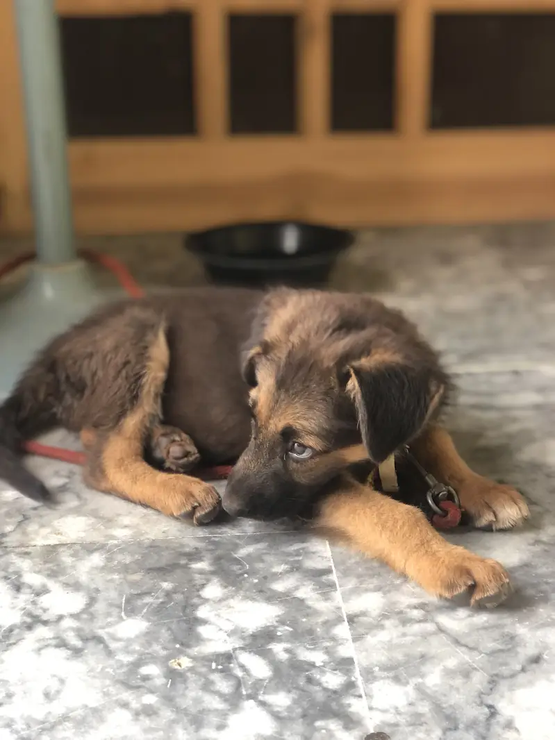 Belgian shepherd 3 months — photo 3