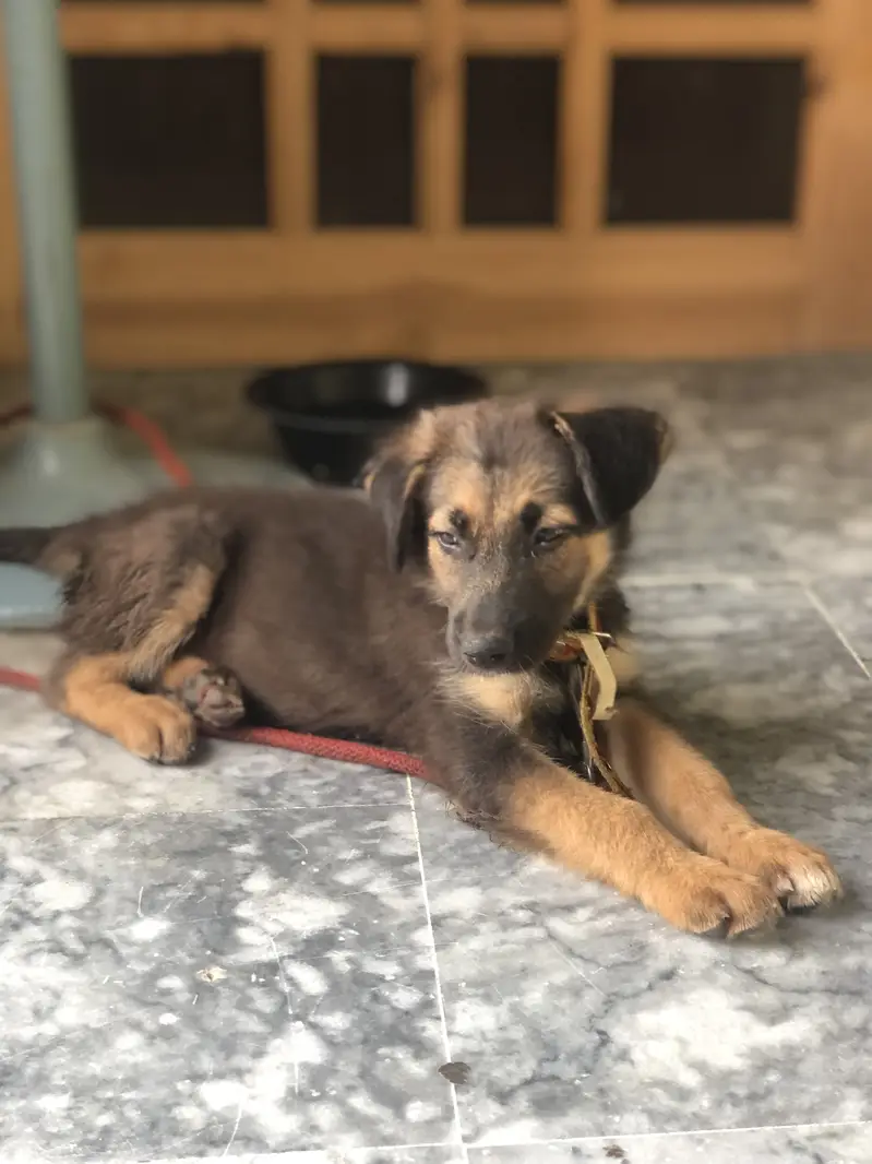 Belgian shepherd 3 months — photo 4