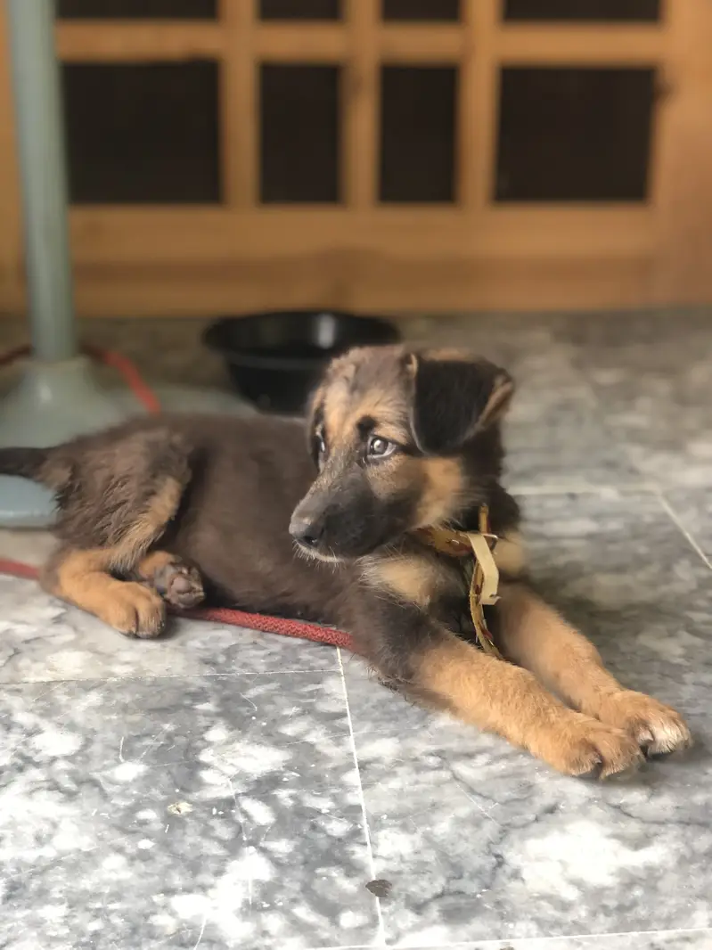 Belgian shepherd 3 months — photo 5