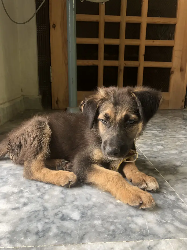 Belgian shepherd 3 months — photo 6