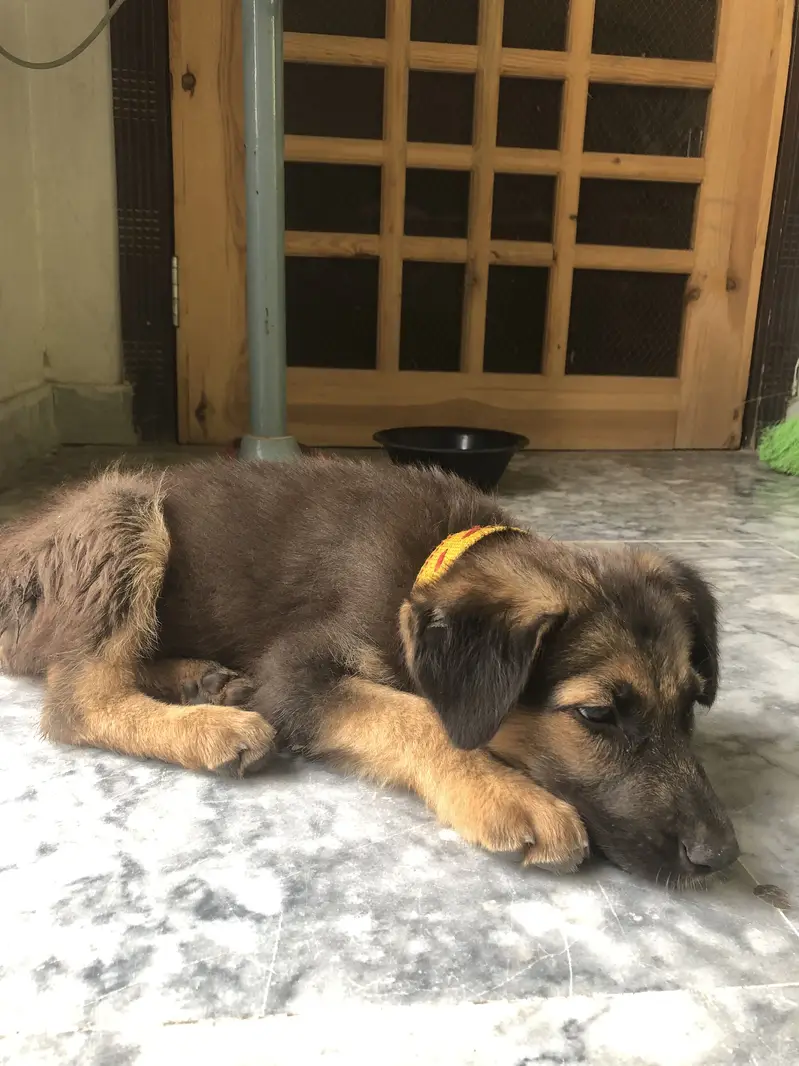 Belgian shepherd 3 months — photo 7