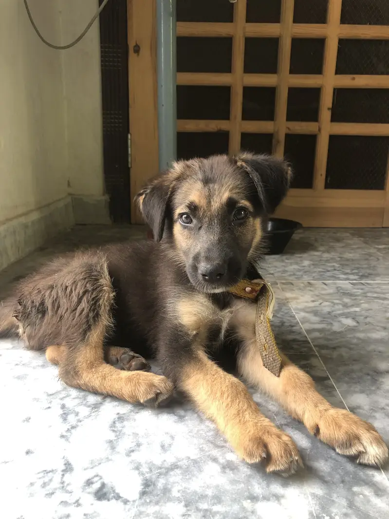 Belgian shepherd 3 months — photo 8