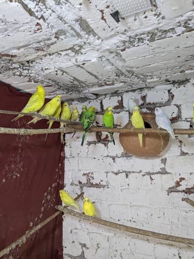 budgie for sale