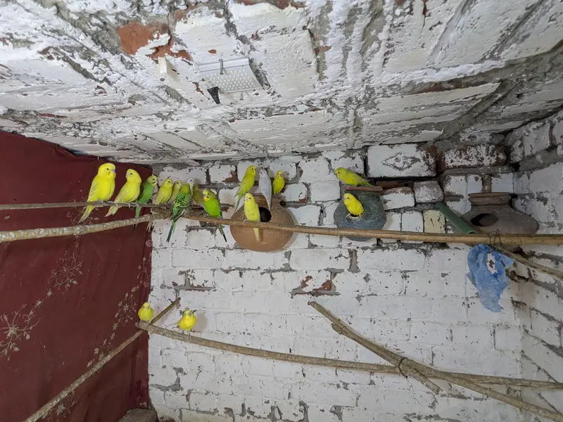 budgie for sale — photo 2