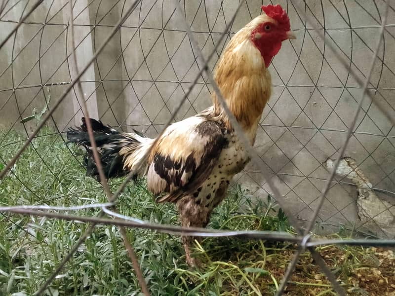Aseel Mianwali Java 1