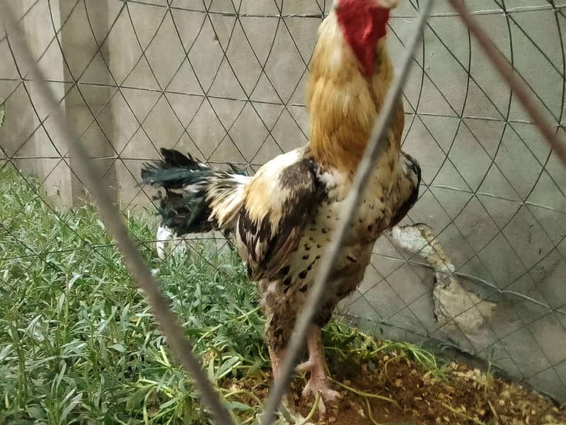 Aseel Mianwali Java 3