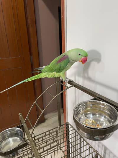 Kashmiri /raw /pahari parrot