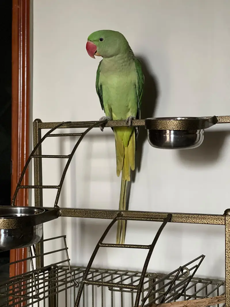 Kashmiri /raw /pahari parrot — photo 2