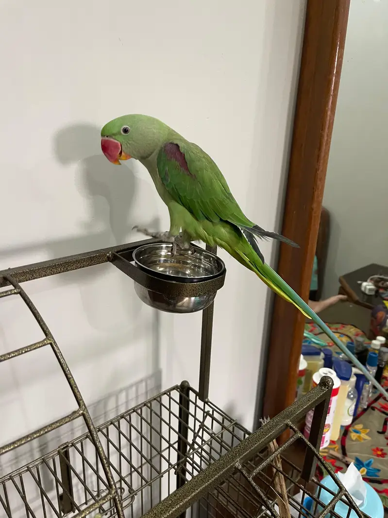 Kashmiri /raw /pahari parrot — photo 3