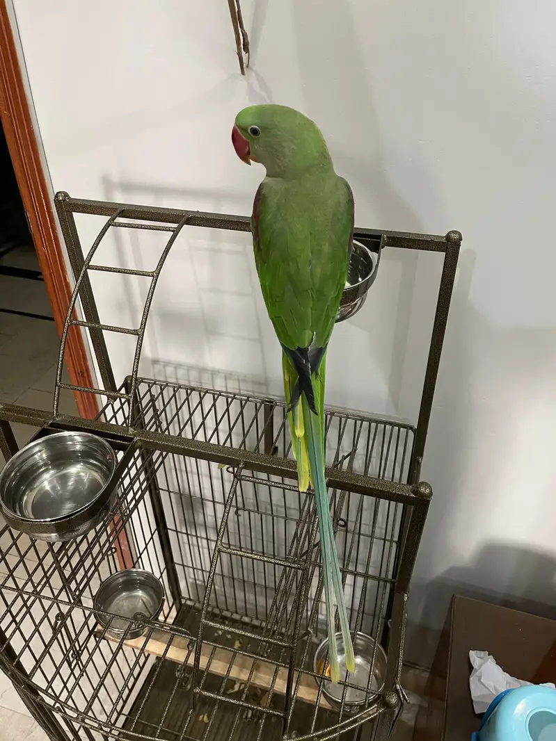 Kashmiri /raw /pahari parrot — photo 4