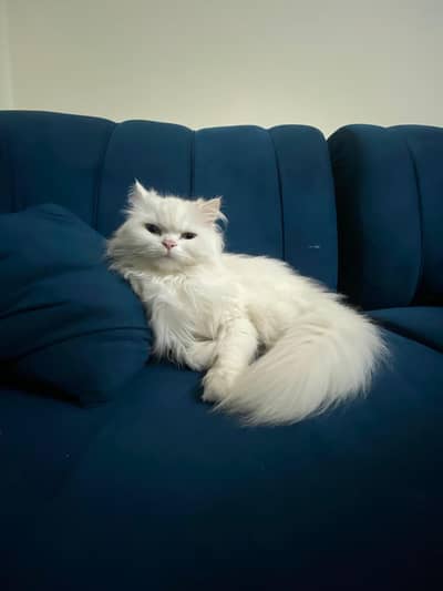 triple coat persian cat for sale