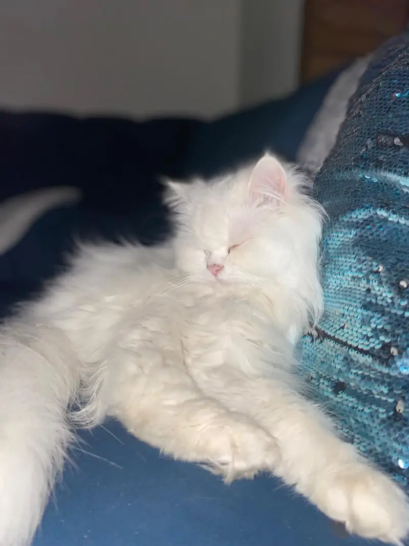 triple coat persian cat for sale — photo 2