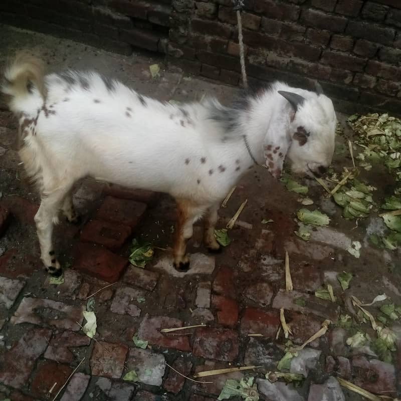 Desi bakra 2