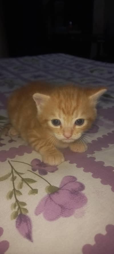 Tabby face two coated persian kitten