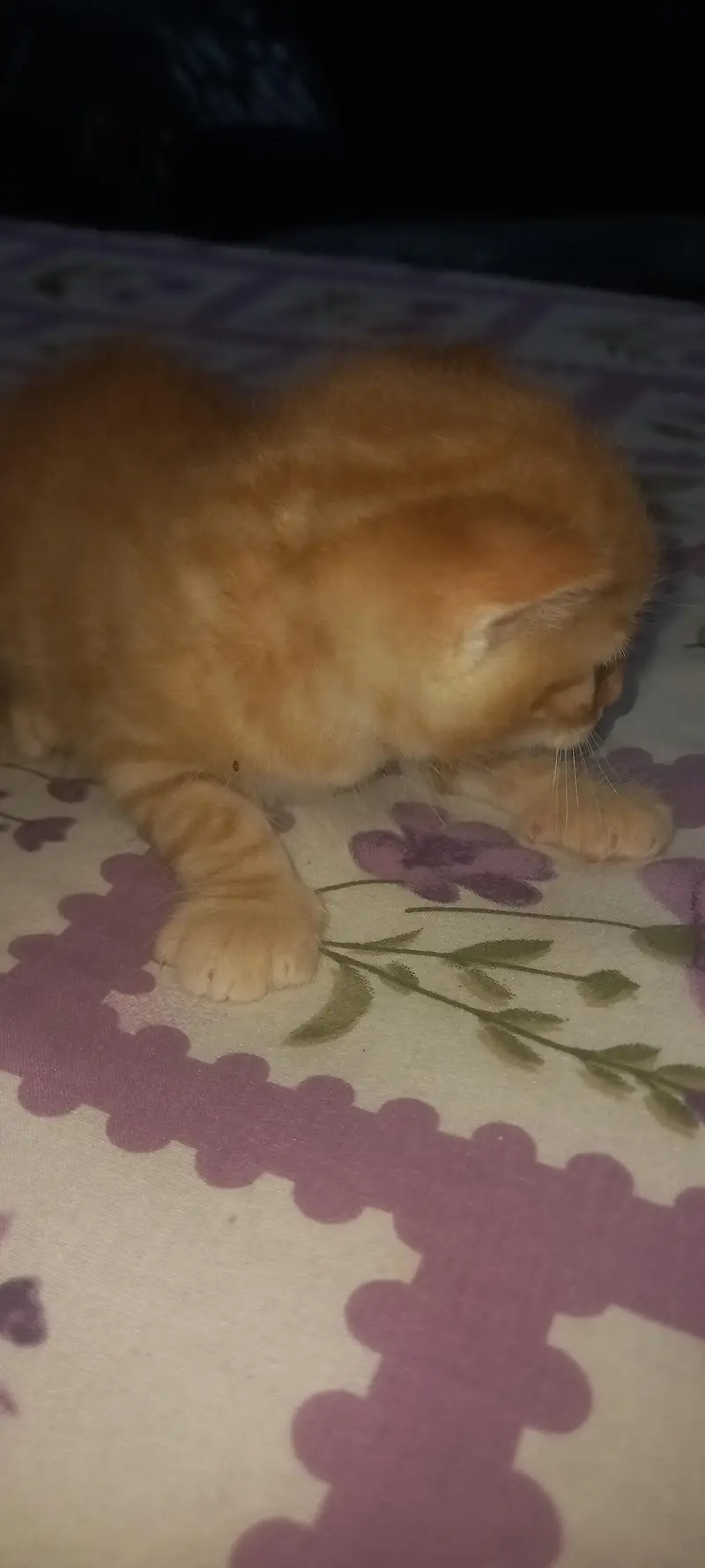 Tabby face two coated persian kitten — photo 2