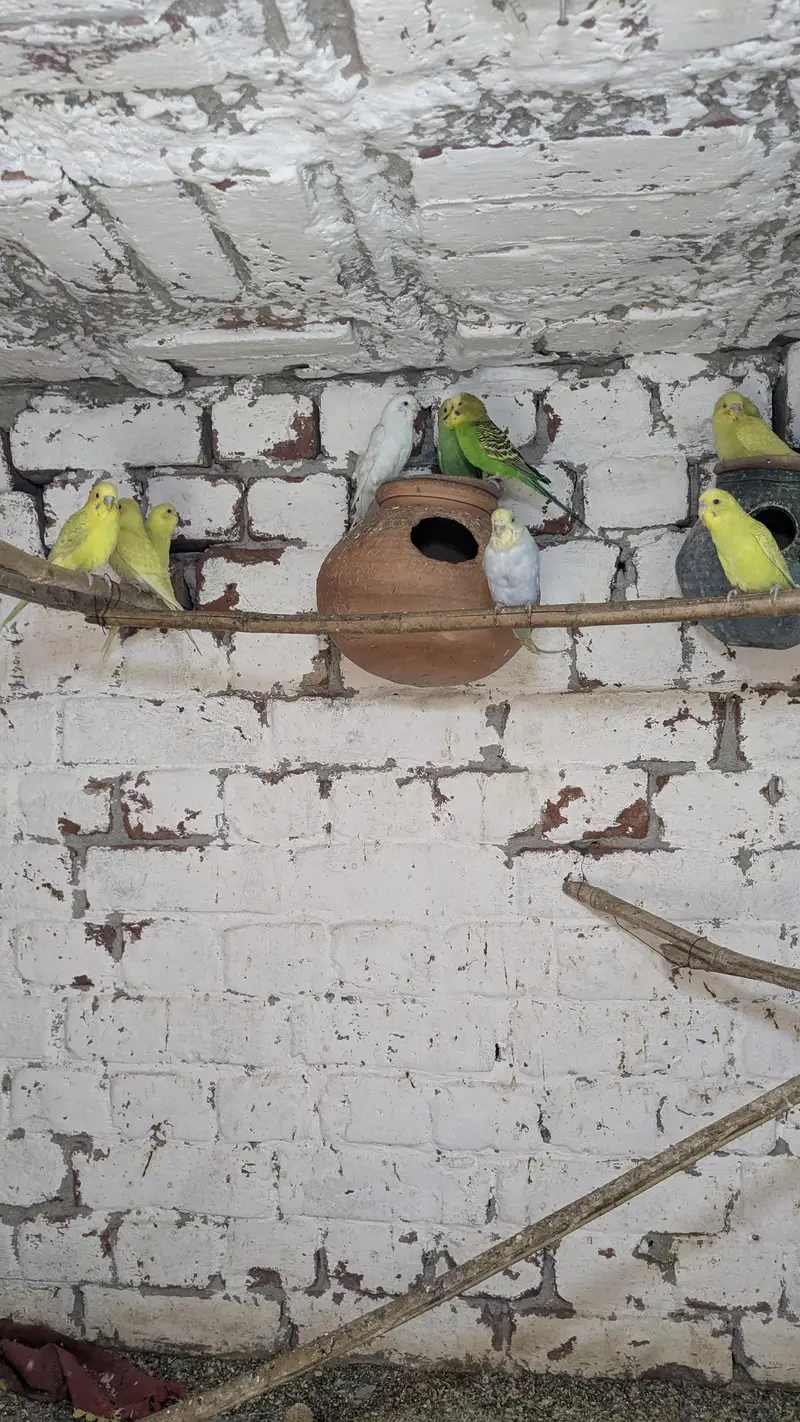 Australian budgie parrots — photo 2