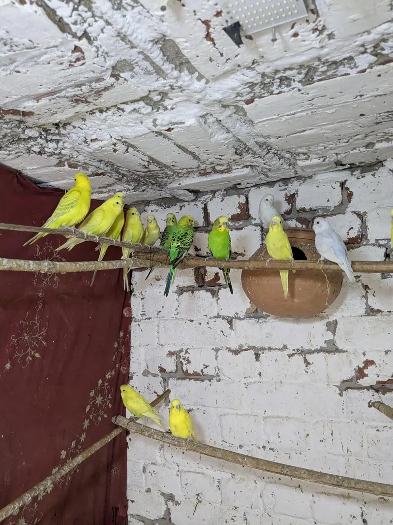 Australian budgie parrots — photo 3