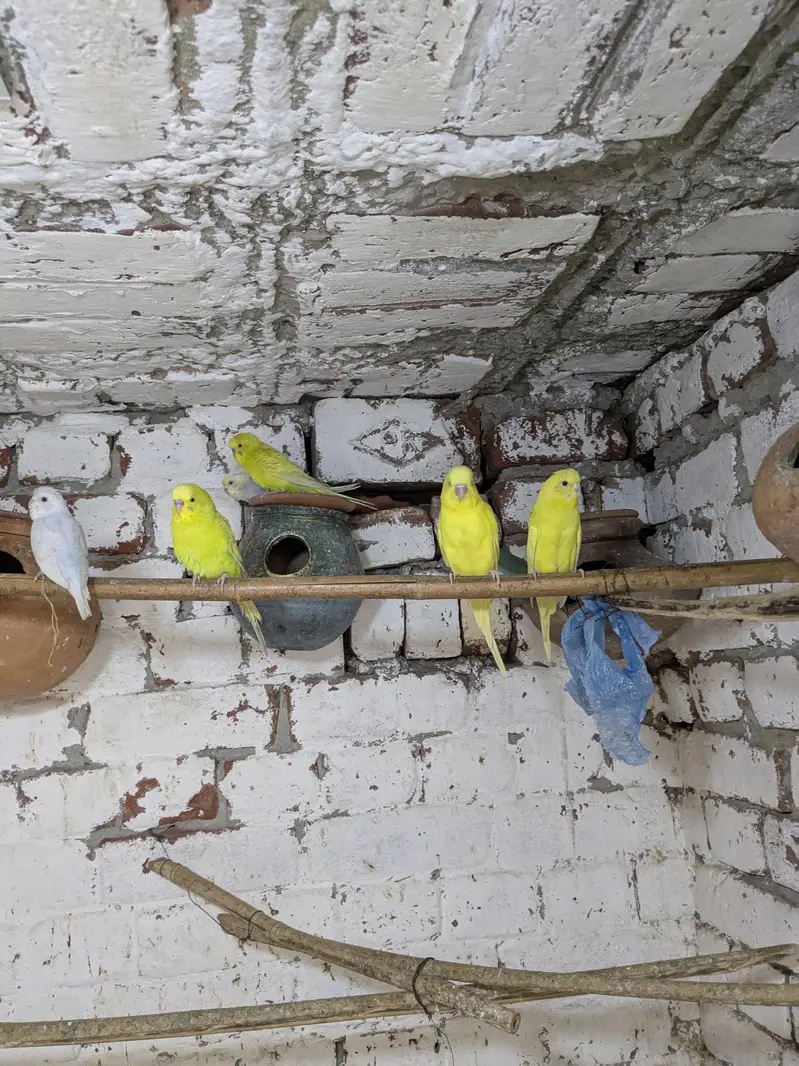 Australian budgie parrots — photo 4