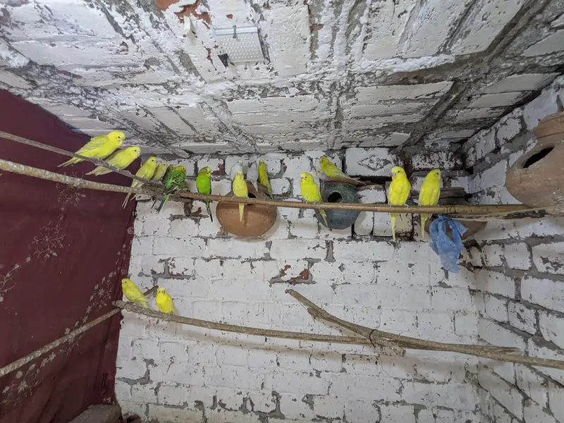 Australian budgie parrots — photo 6