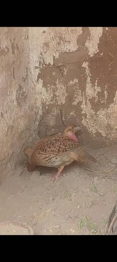 Irani dakhni teeter