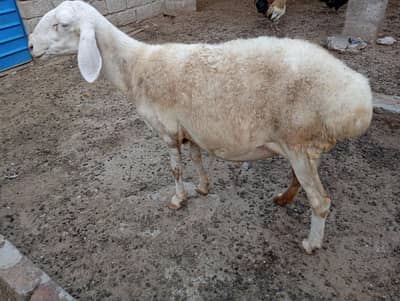 gaben dumbi for sale