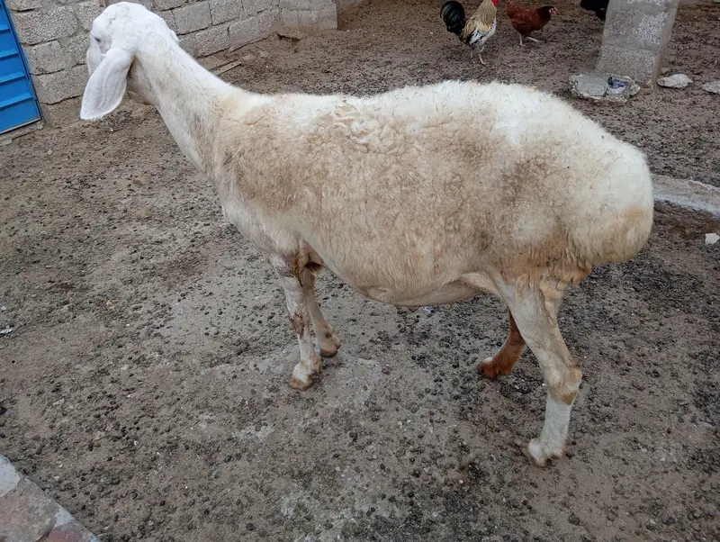gaben dumbi for sale — photo 2