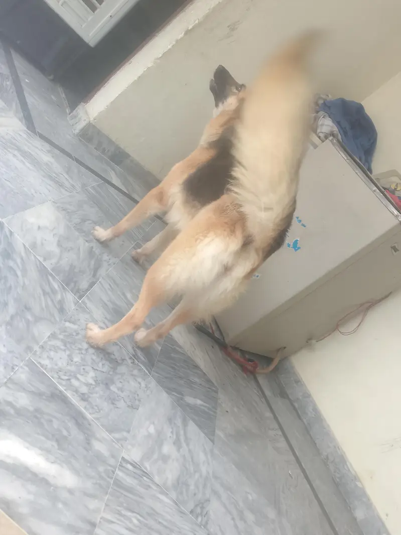 25 days mated video awailable this number contact 03289271809 — photo 2