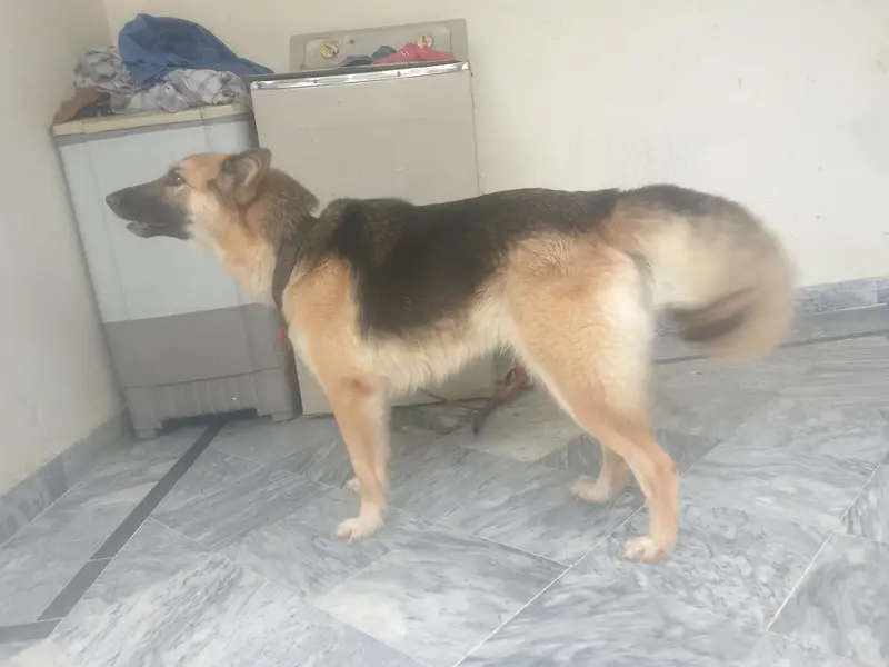 25 days mated video awailable this number contact 03289271809 — photo 3