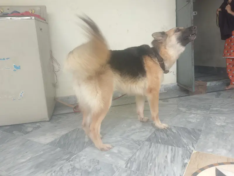 25 days mated video awailable this number contact 03289271809 — photo 5