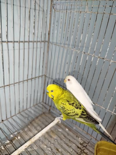 Breeder Australian Budgies Pair Also Single Pieces For Sale