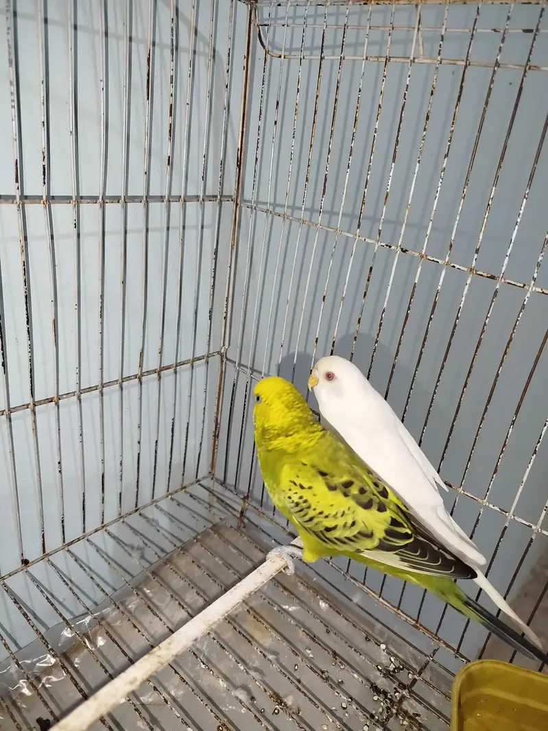 Breeder Australian Budgies Pair Also Single Pieces For Sale — photo 2