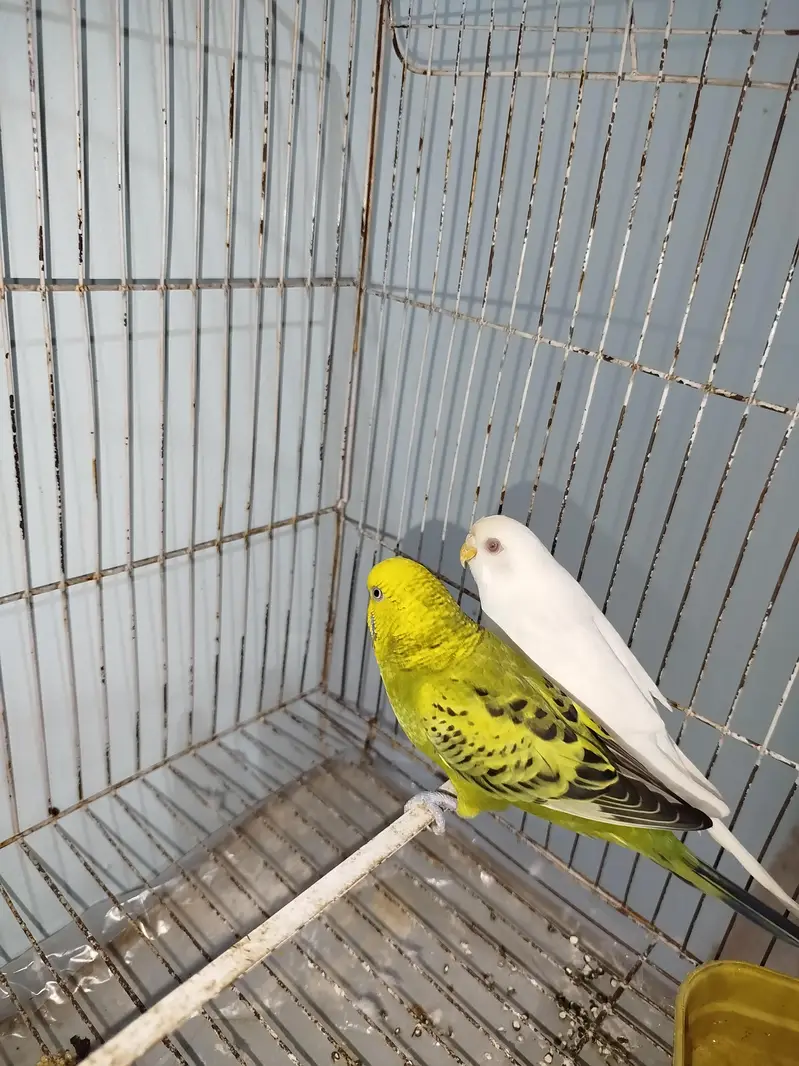 Breeder Australian Budgies Pair Also Single Pieces For Sale — photo 3