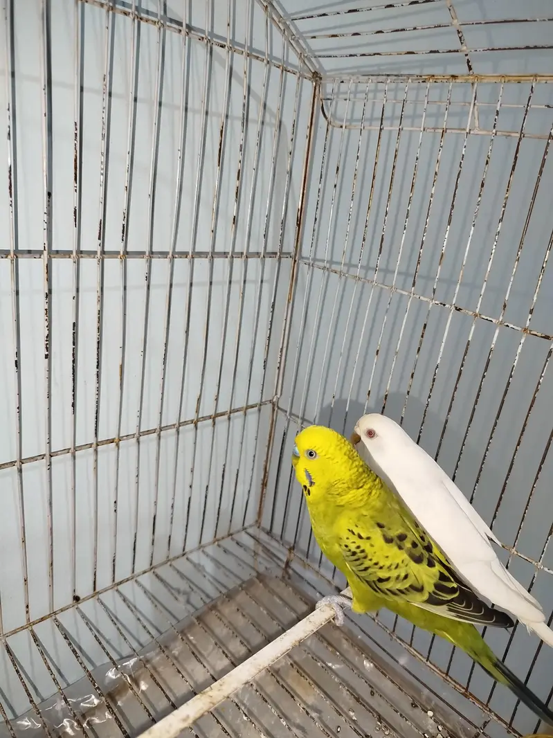 Breeder Australian Budgies Pair Also Single Pieces For Sale — photo 4