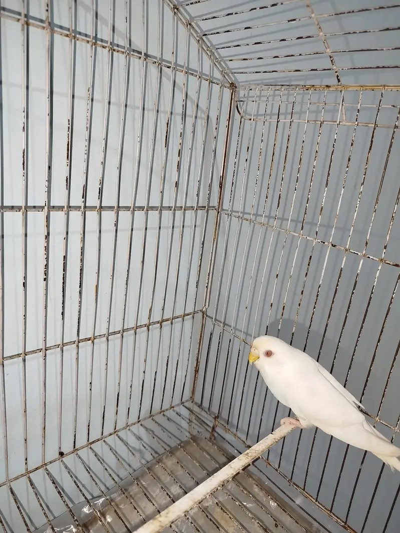 Breeder Australian Budgies Pair Also Single Pieces For Sale — photo 5