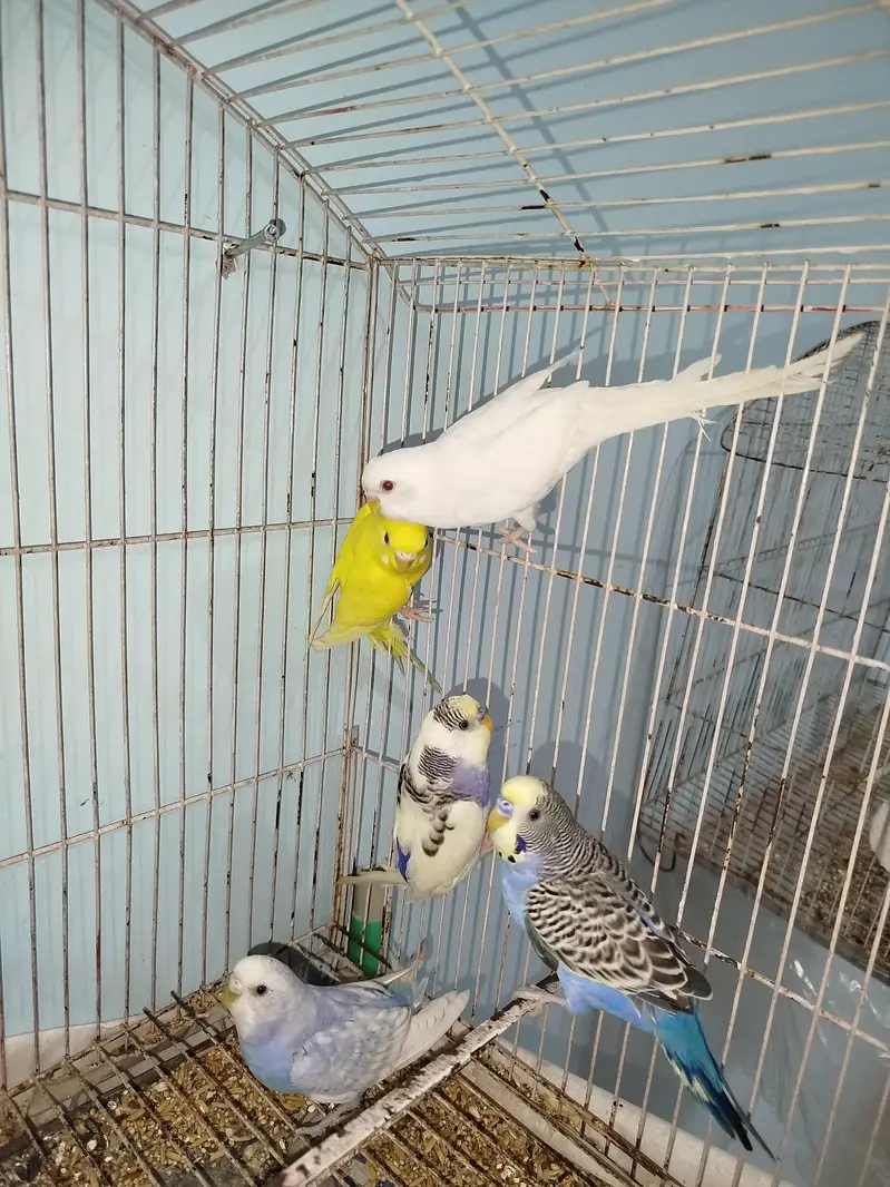 Breeder Australian Budgies Pair Also Single Pieces For Sale — photo 6