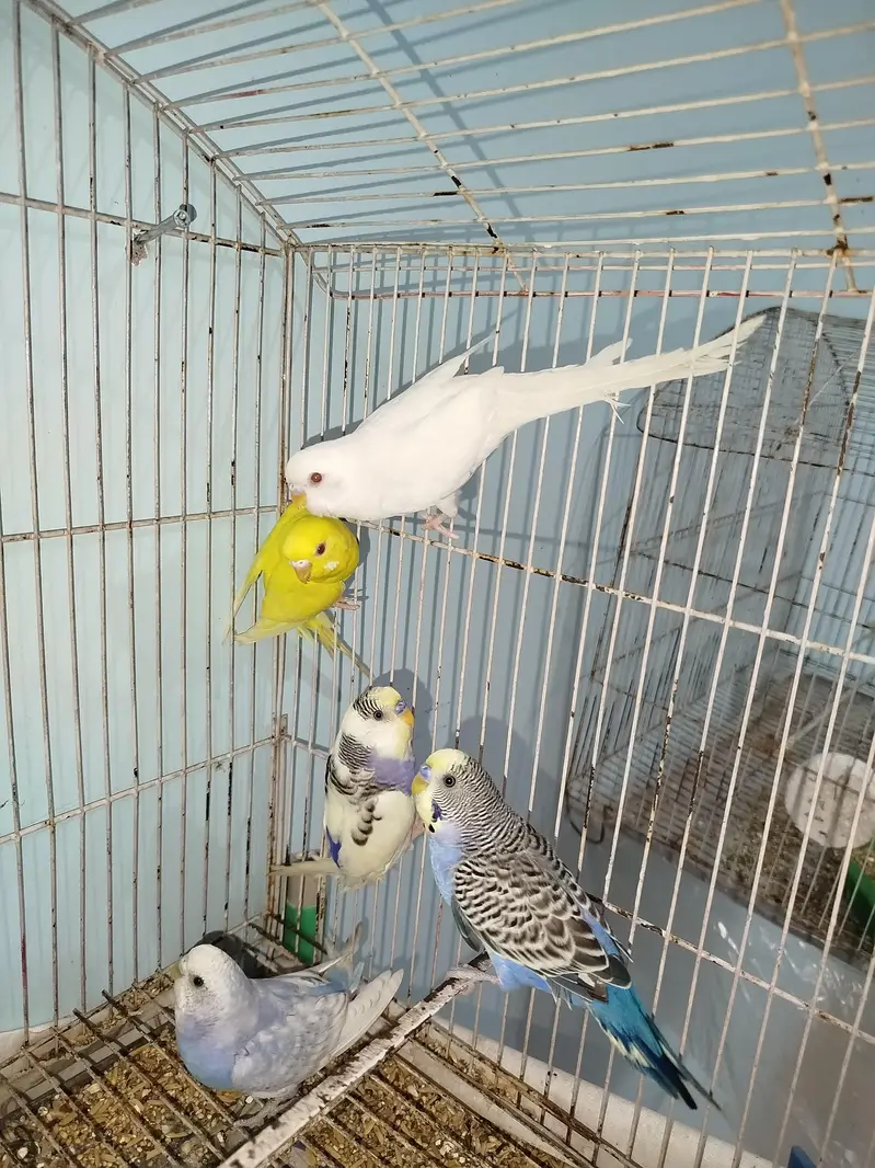 Breeder Australian Budgies Pair Also Single Pieces For Sale — photo 7