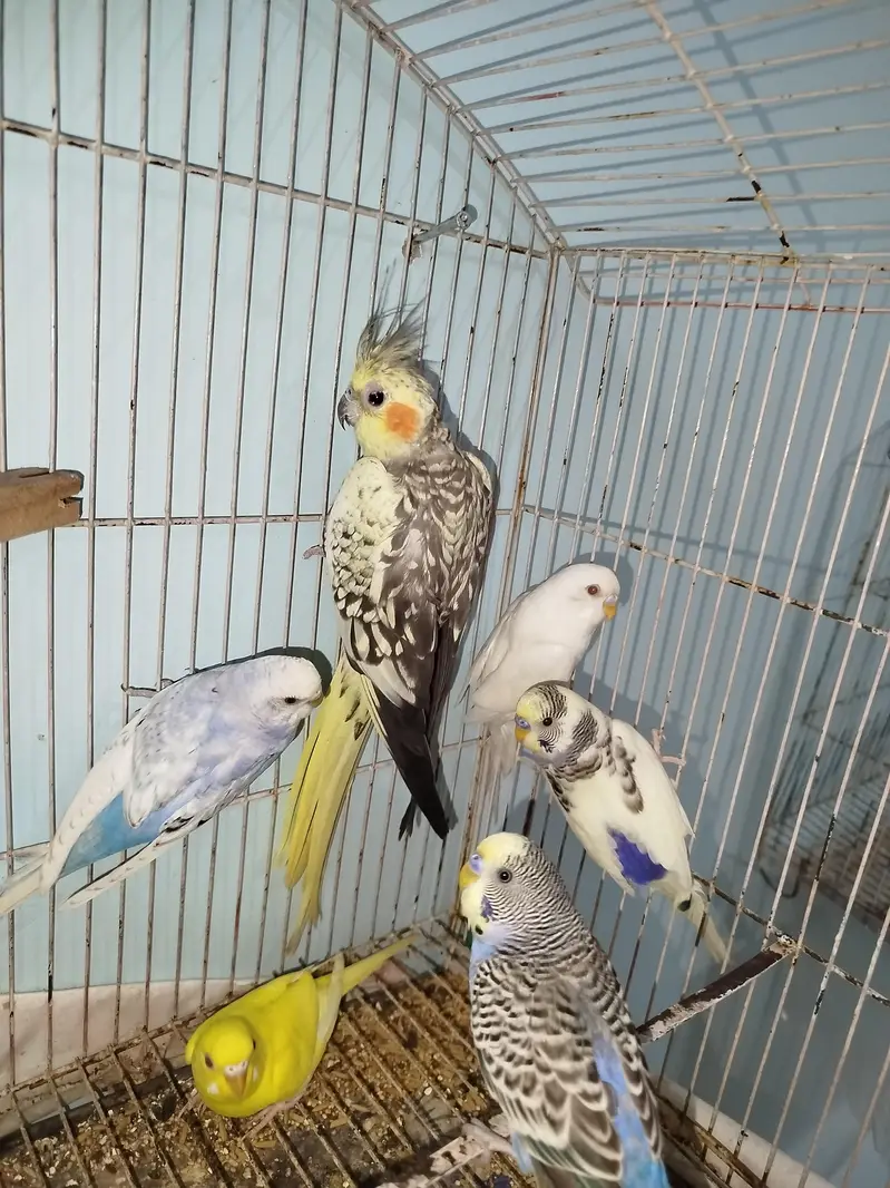 Breeder Australian Budgies Pair Also Single Pieces For Sale — photo 8